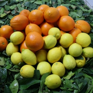 Limones & Naranjas