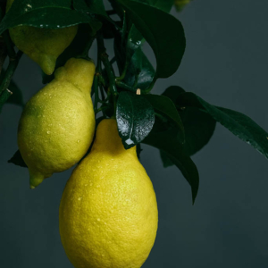 Limones en rama