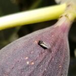 IPM-HIGO: Control Integrado de la Mosca negra del higo