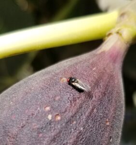 IPM-HIGO: Control Integrado de la Mosca negra del higo